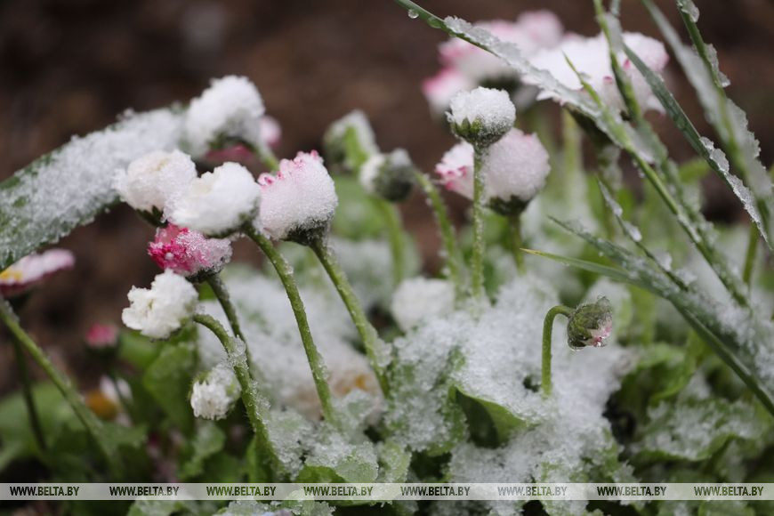Click to enlarge SNOW