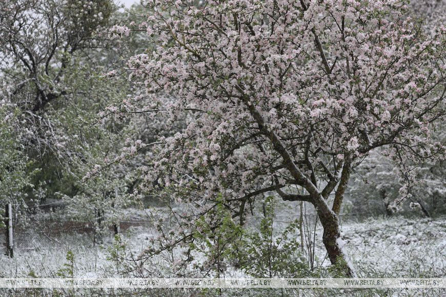 Click to enlarge SNOW