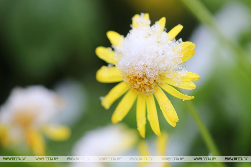 Click to enlarge SNOW