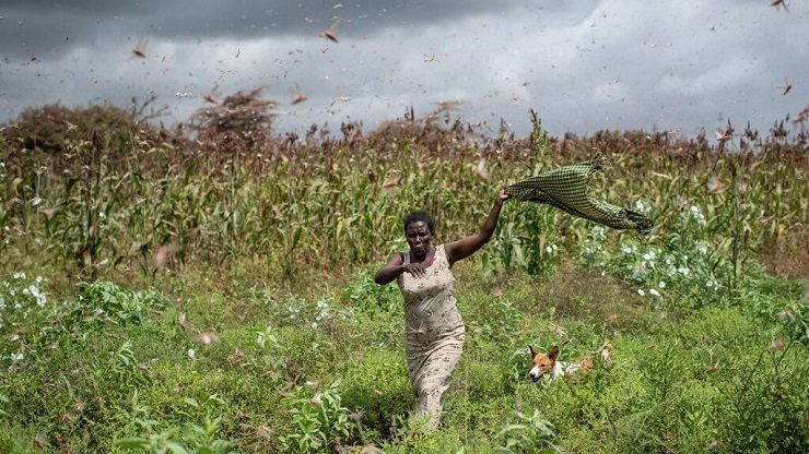 fighting insects