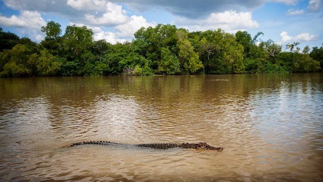 Click to enlarge A large saltwater crocodile. File photo.