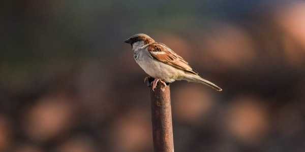 Click to enlarge Male and female sparrows can be easily