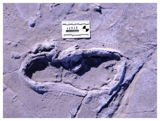 Click to enlarge Ancient Footprint