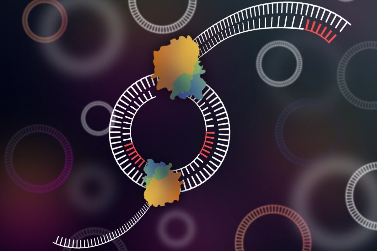 CIDER-Seq tool sequence circular DNA