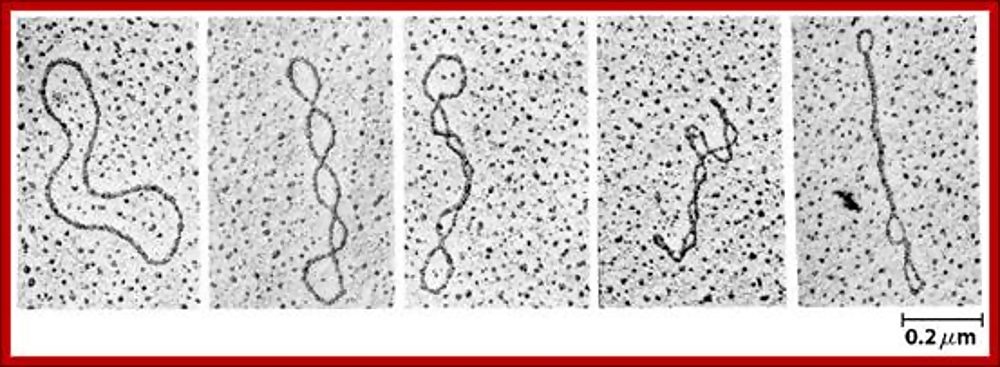 Click to enlarge circular DNA examples