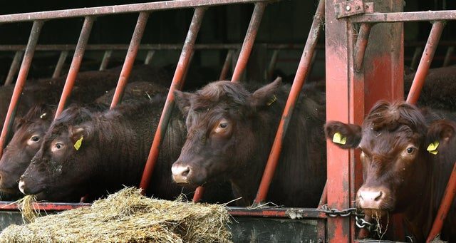 cow farming