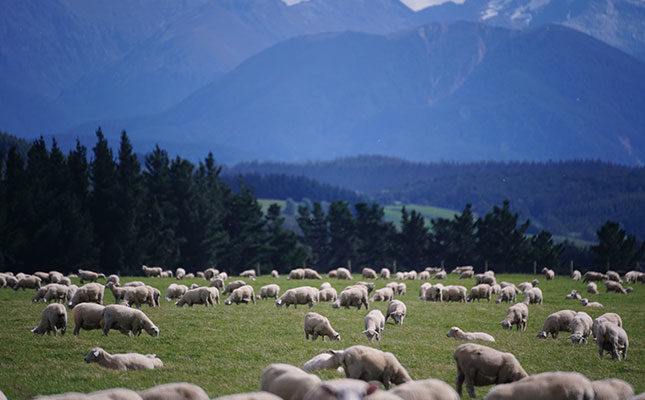 farm sheep