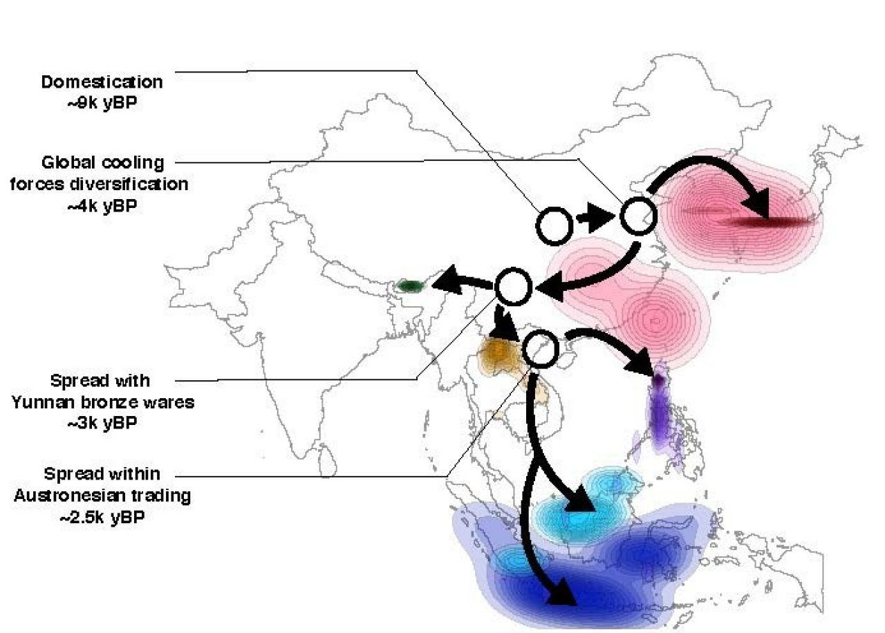 Click to enlarge Spread of Rice Map