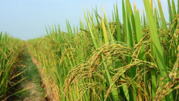 Rice