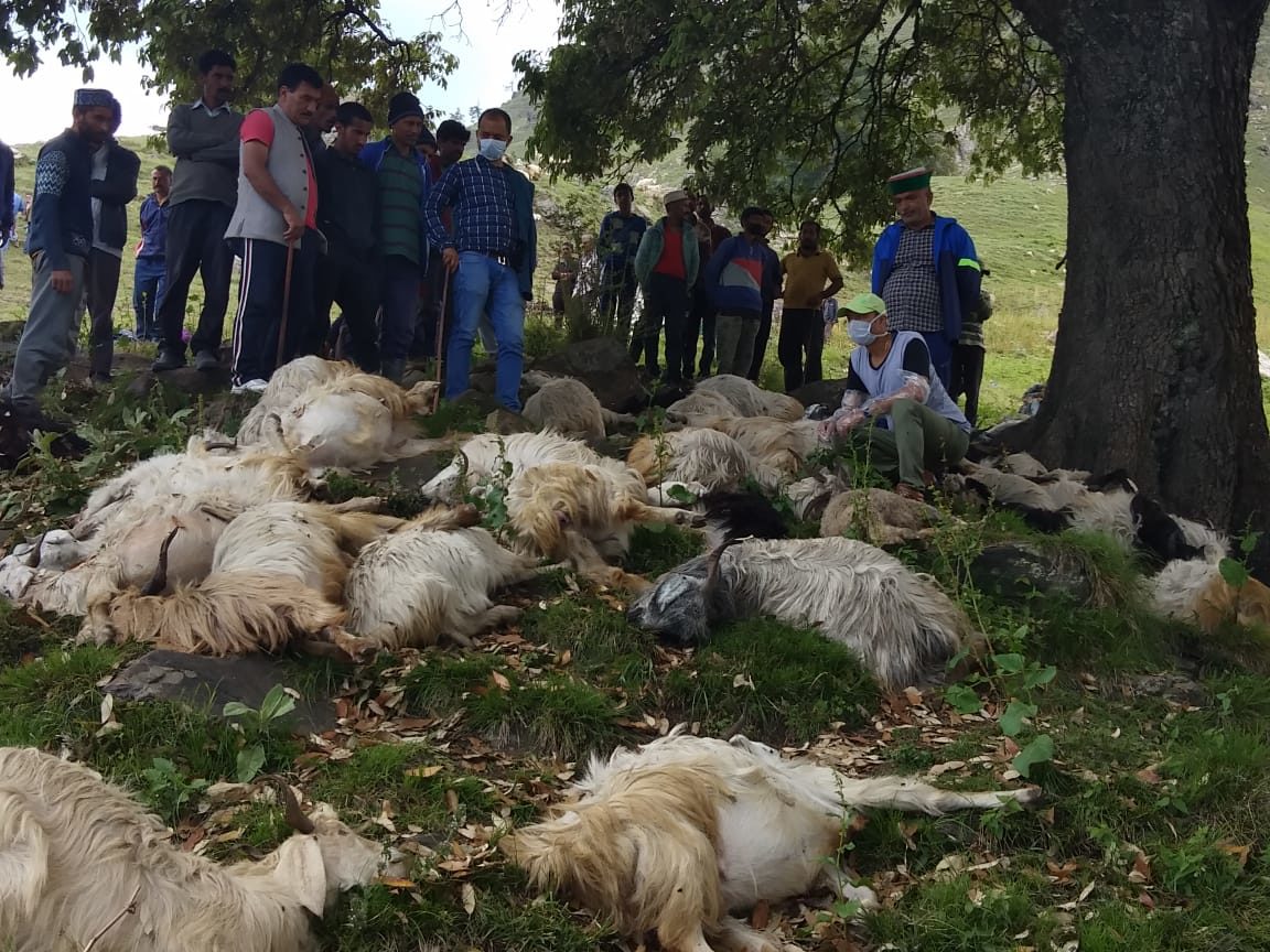 Click to enlarge dead sheep