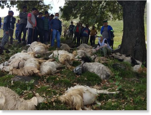 dead sheep