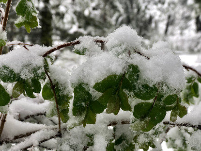 Click to enlarge snow