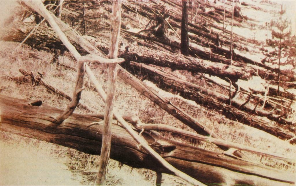 Tunguska Fallen Trees