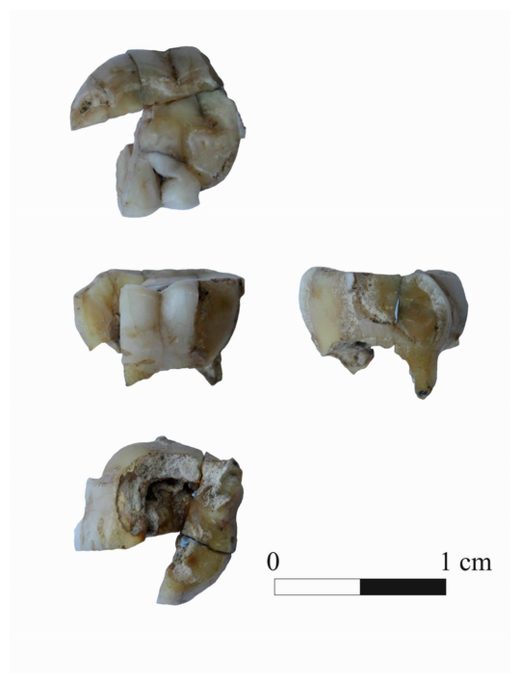 Click to enlarge Fossil Tooth