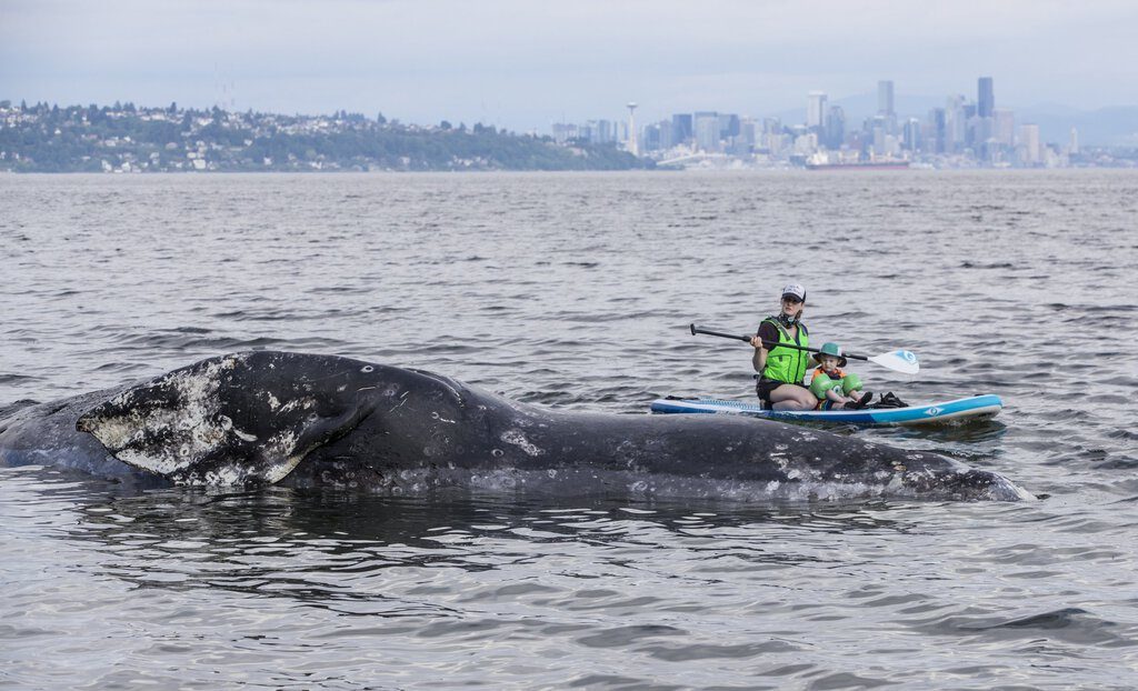 Click to enlarge Maggie Kizer and her son, Eli, 3, paddle board near a dead gray whale that washed up on the shore of Manitou beach on Bainbridge Island on Tuesday.