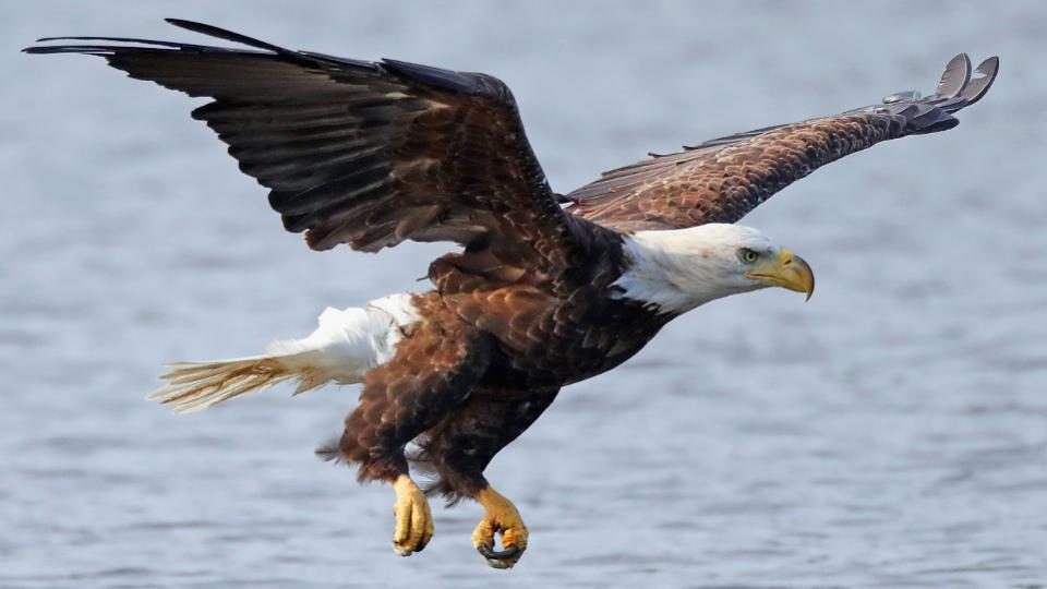Click to enlarge A bald eagle flies over Mill Pond in Centerport, New York in 2018.