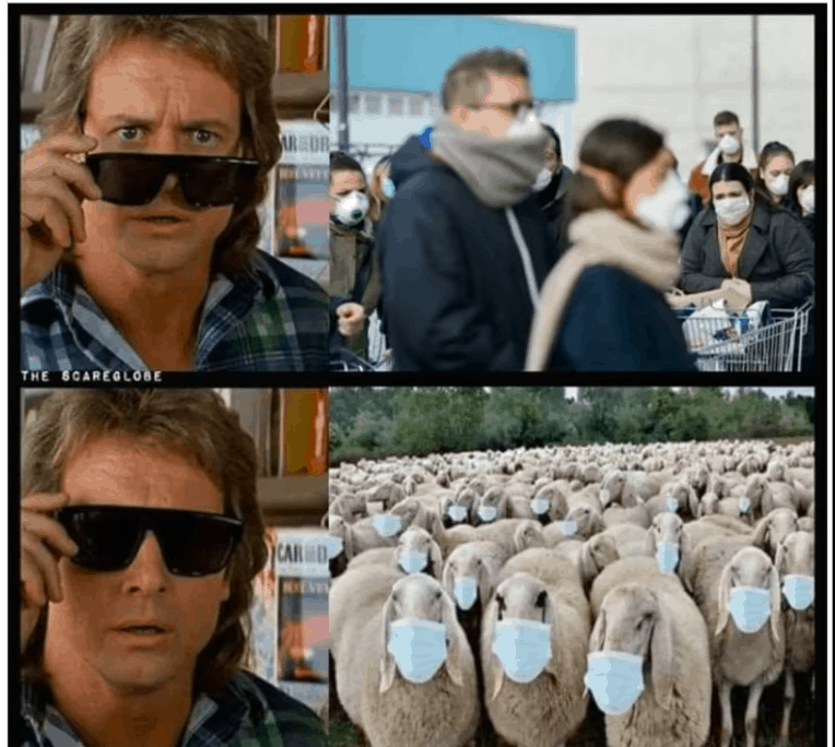 they live sheep covid masks