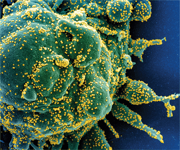 Immune hunters called T cells