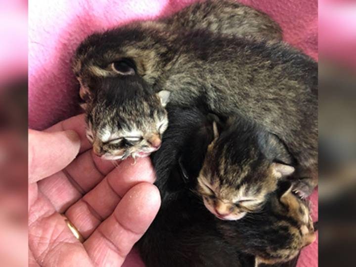 An Oregon family was surprised when they discovered their cat’s litter included a special kitten with two heads.