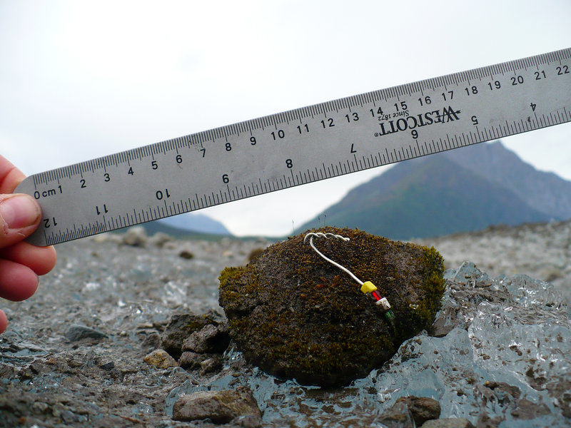 Click to enlarge moss ball
