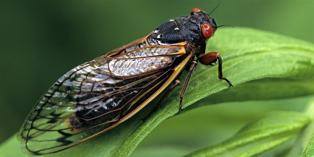 Millions of cicadas will return to swarm parts of the US this summer