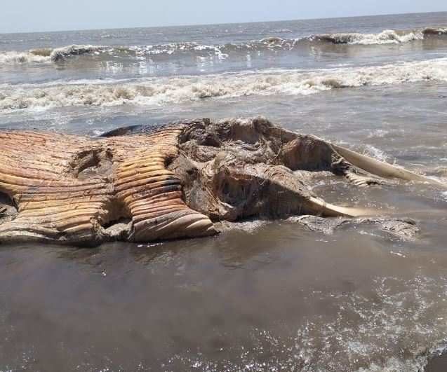 whale