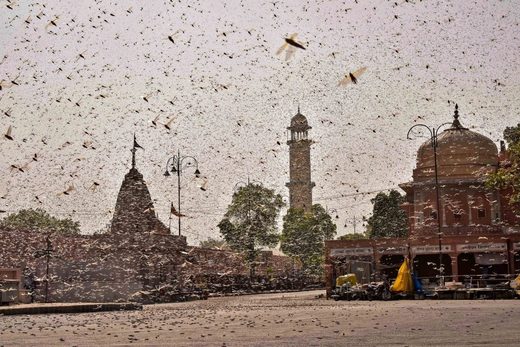 locusts