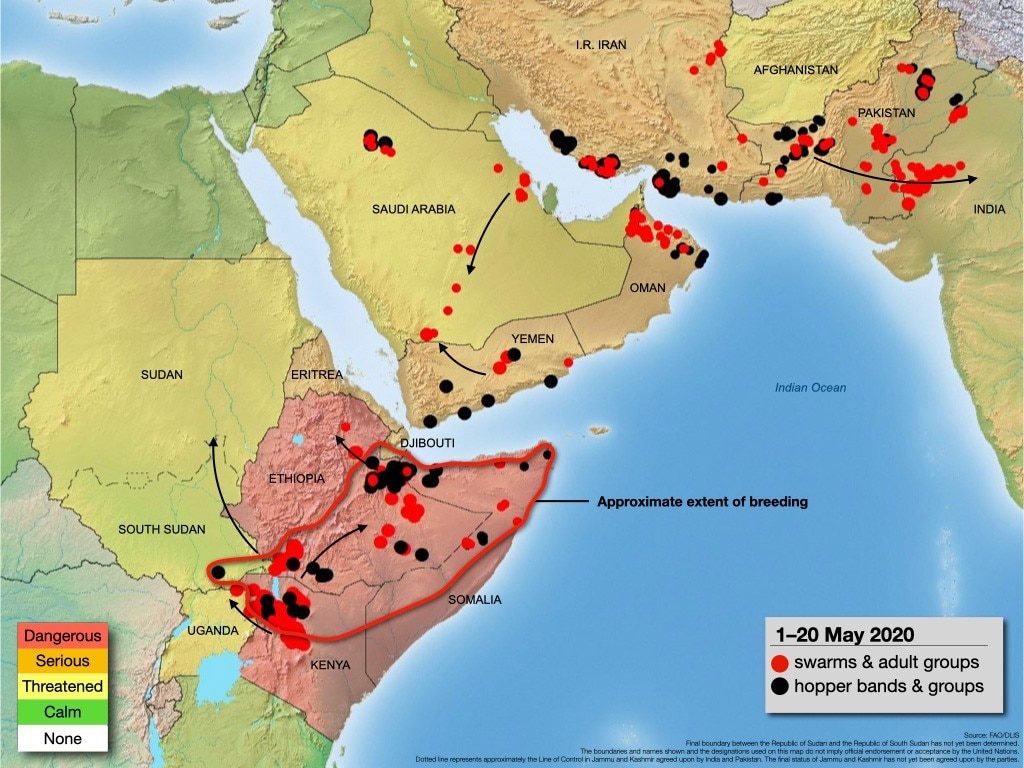 locusts india