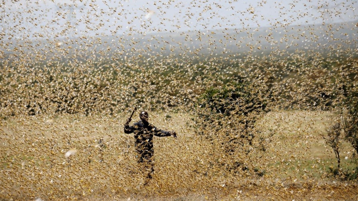 locusts