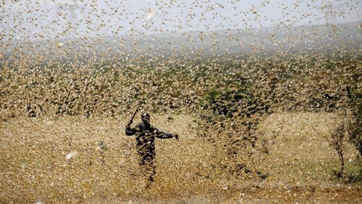 locusts