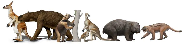 Click to enlarge Mega-mammals