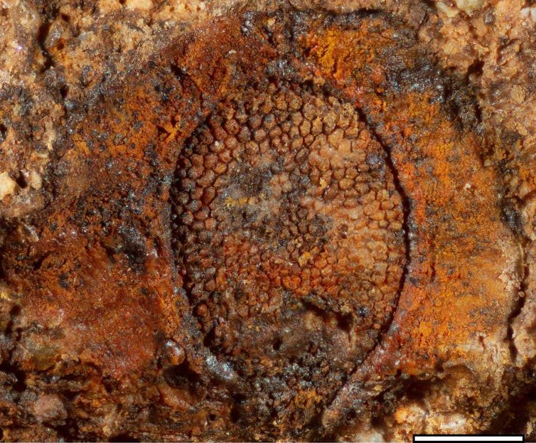 Click to enlarge Fossil seeds