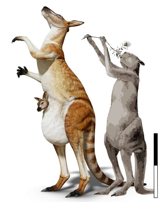 Click to enlarge giant kangaroo