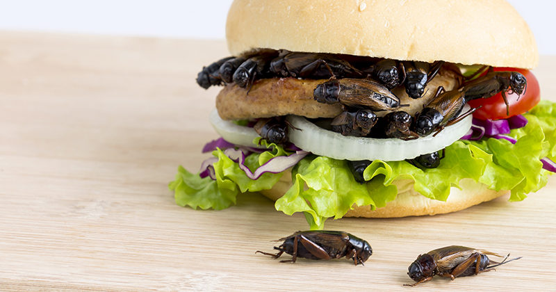 Click to enlarge insect burger