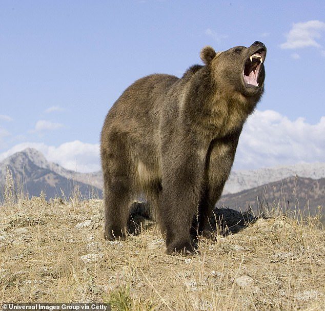 BEAR