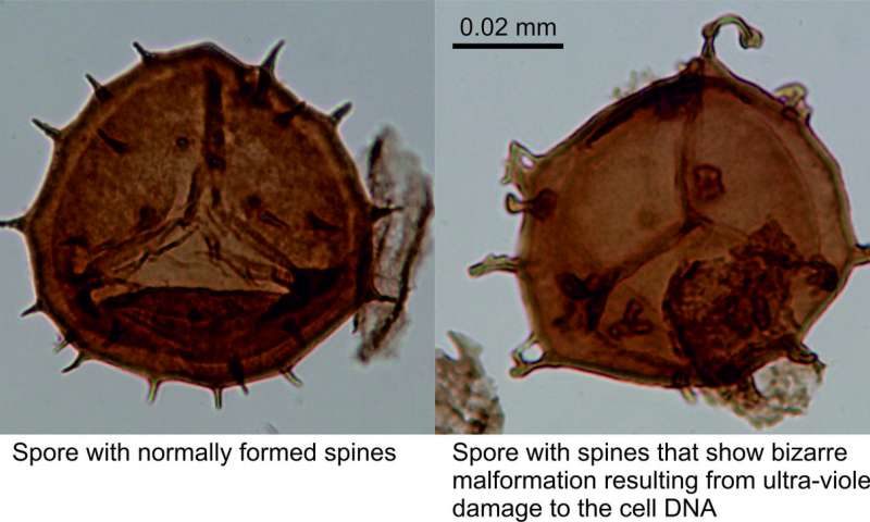 Click to enlarge spore