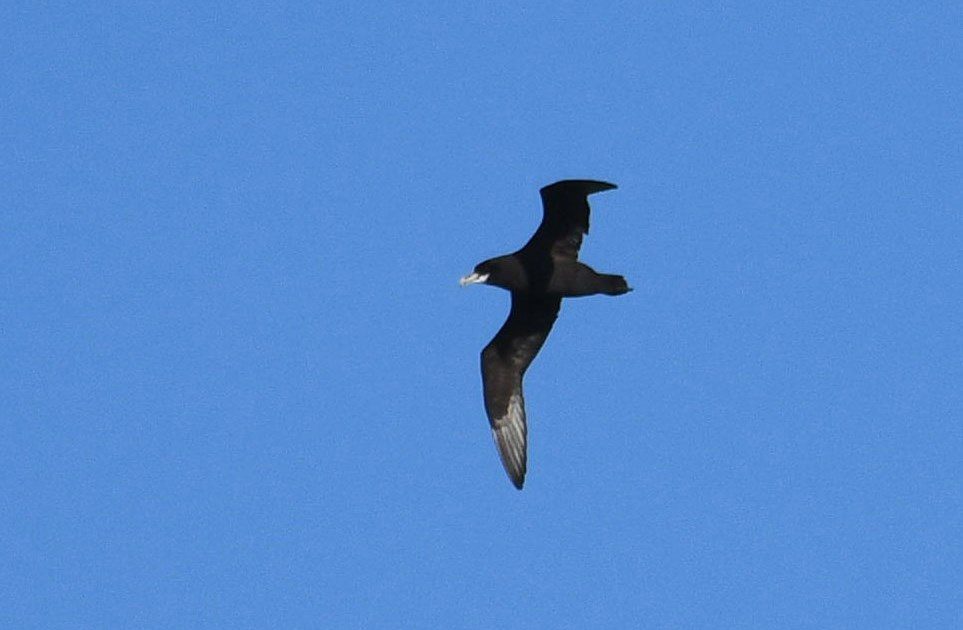 There is only one previous record of White-chinned Petrel in the North Atlantic – a bird off Maine, United States, on 24 August 2010