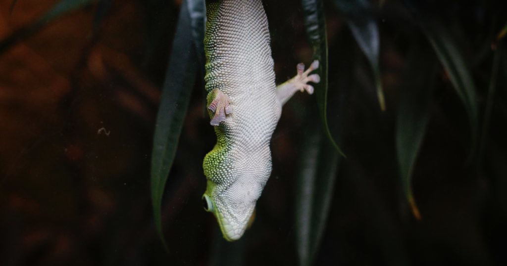 gecko