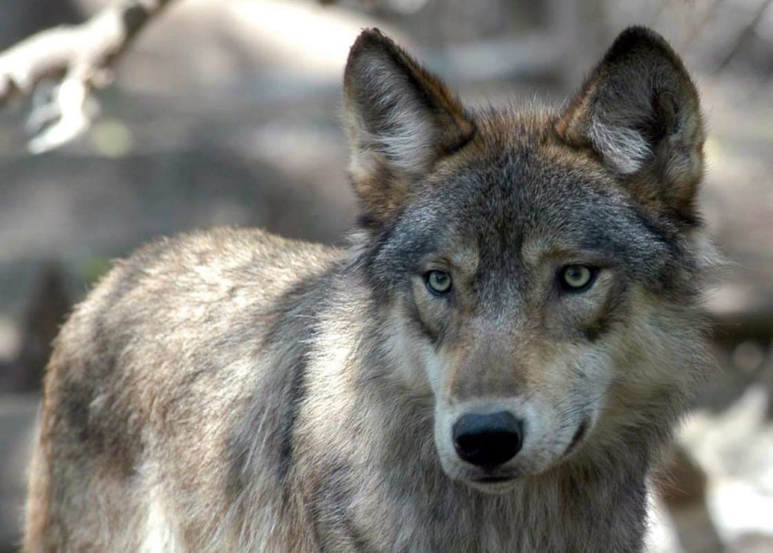 A grey wolf seen in a file photo.