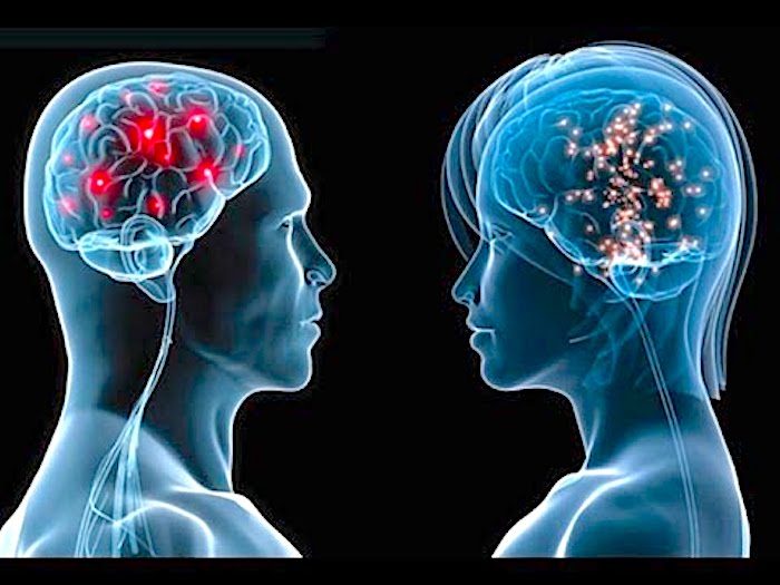 Male/Female brain