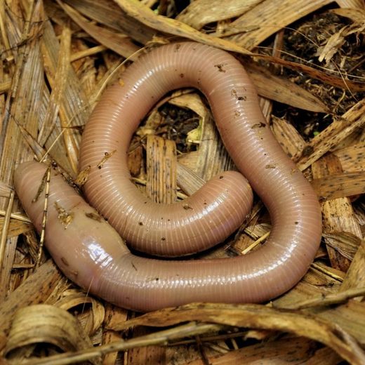 earthworm