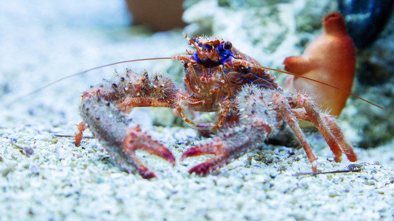 lobster