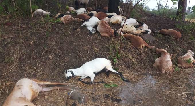 DEAD GOATS