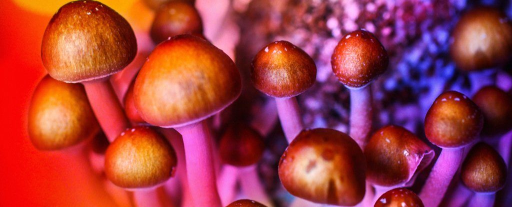 magic mushrooms