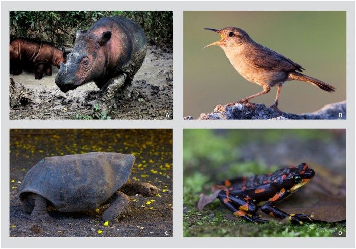 Vertebrates Extinction
