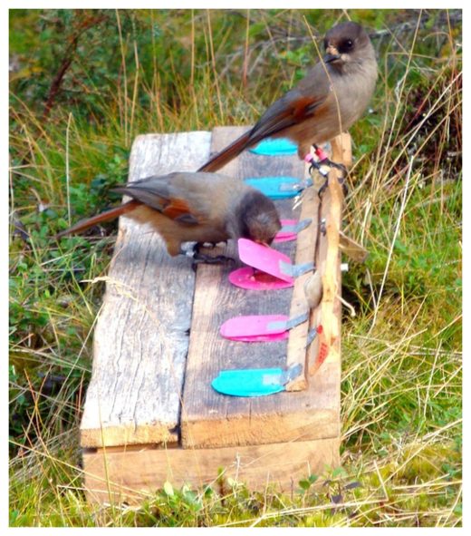 Click to enlarge Siberian jays