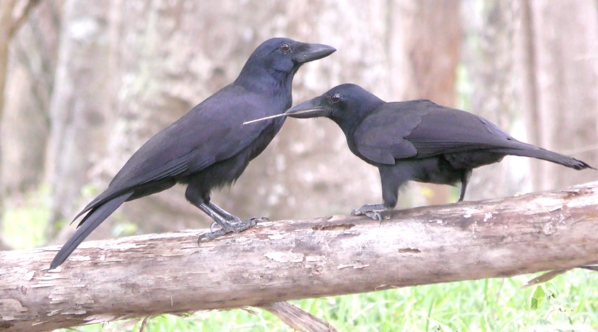 New Caledonian crows