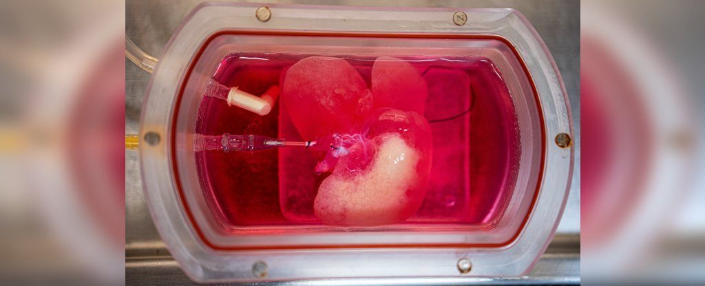 lab grown liver