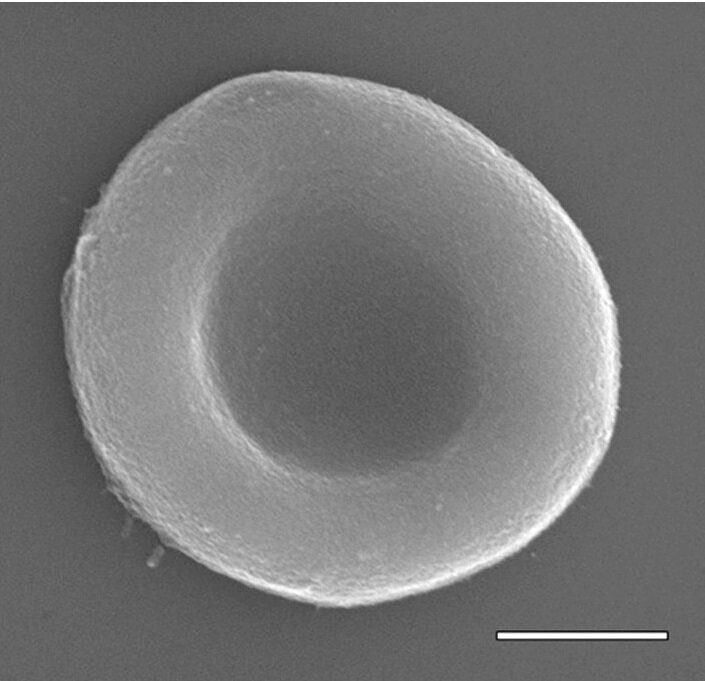 synthetic red blood cell