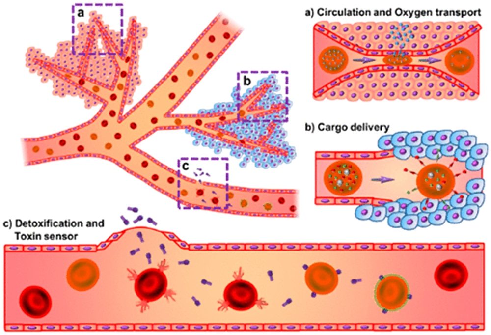 Click to enlarge synthetic red blood cell